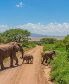 Ngorongoro